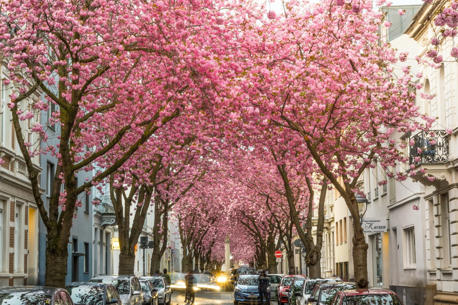 Kirschblüte Altstadt Bonn